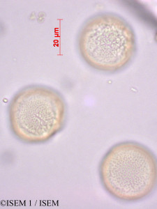 ISEM 1/Hedyosmum_anisodorum_29325/Hedyosmum_anisodorum_29325_0001(copy)_thumb.jpg